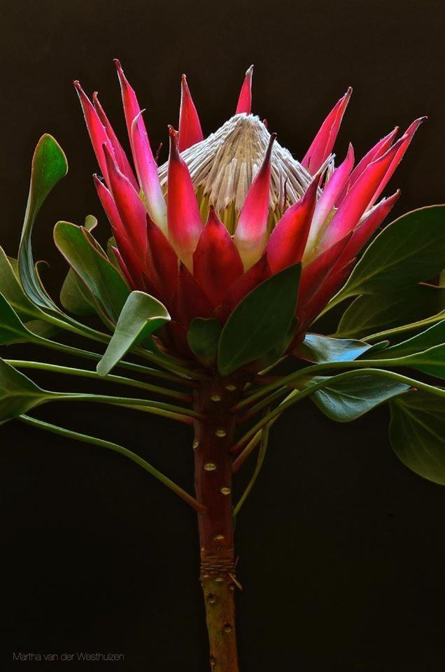 Franskraal B&B Gansbaai Exteriér fotografie